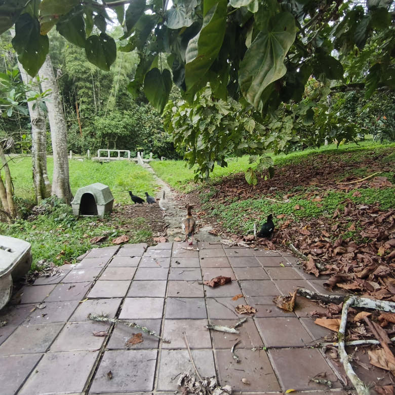 Venta de la emblemática Hacienda Las Mesitas de Santa Inés en Cachipay (160 Ha). Casona colonial, lago y alto potencial ecoturístico e inmobiliario.